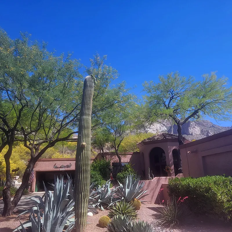 Cactus in front of home and mountains in background.