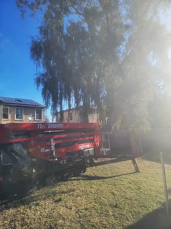 Arborist machine lift and tree