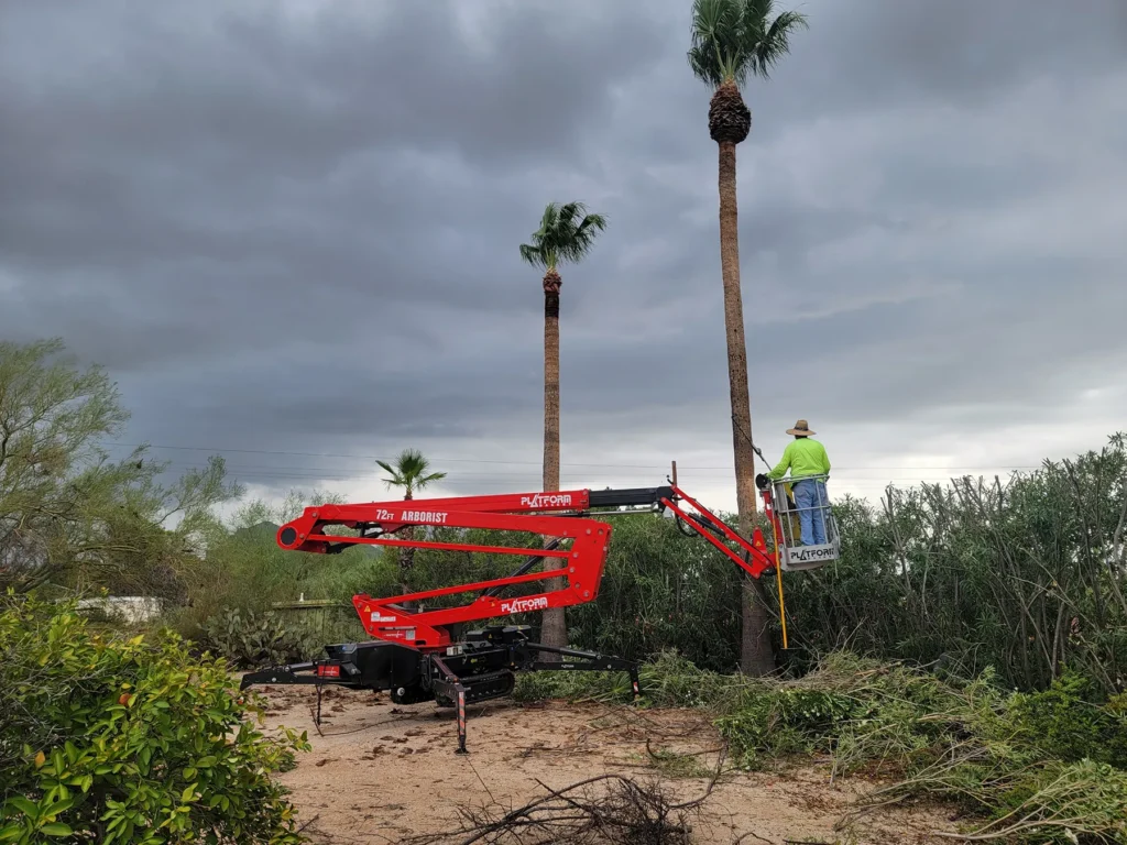 Palm tree an Alan riding 72 foot arborist lift platform up.