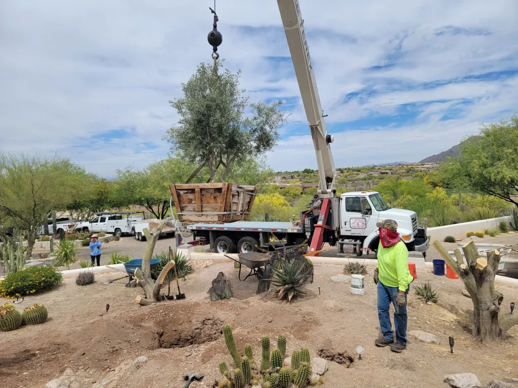 Tree being planted by Alan at Greenleaf Solutions.