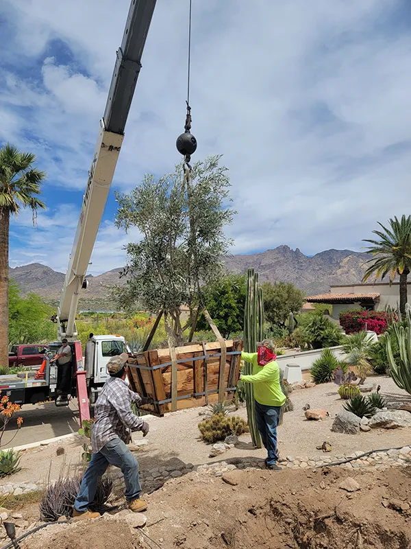 Tree being planted by Alan at Greenleaf Solutions.